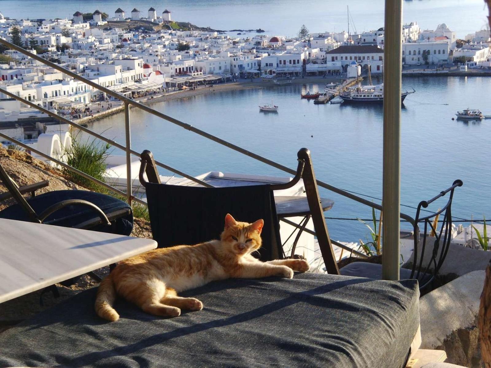 Apartament Anemones Sea View Mykonos Town Pokój zdjęcie